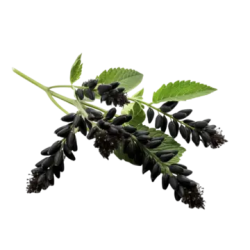 Black-Cohosh.png